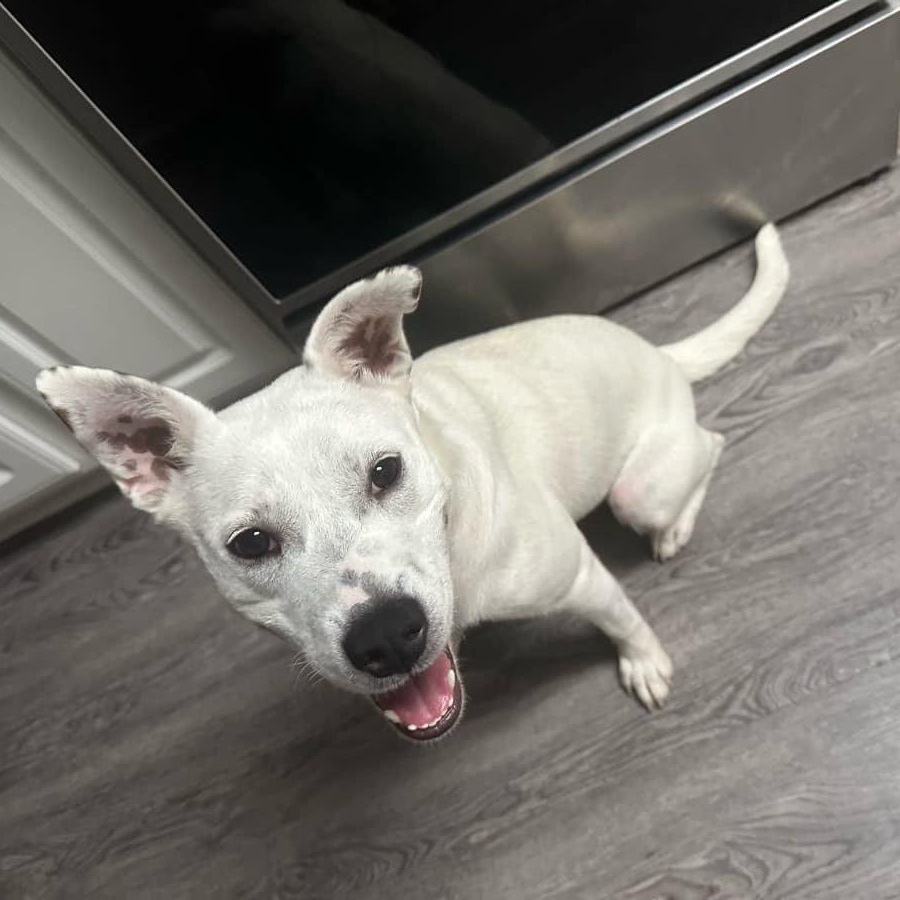 Kaia - in foster home