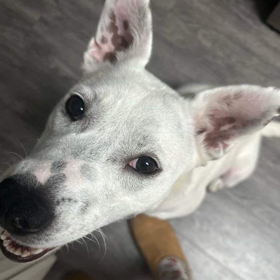 Kaia - in foster home