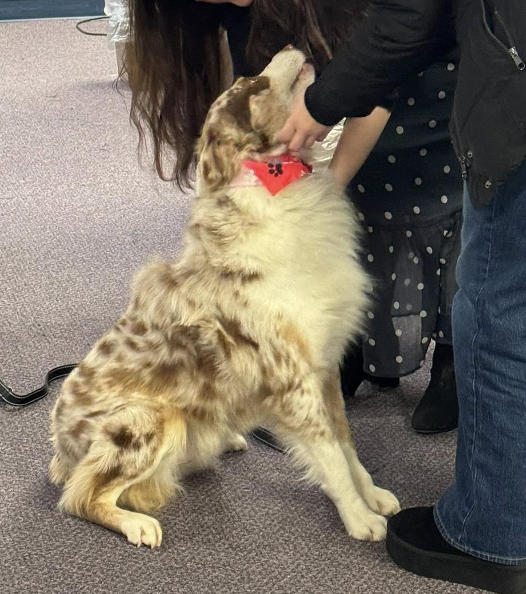 Enlarge Jake, a ADOPTABLE mixed breed in Winchester, KY image 4/4