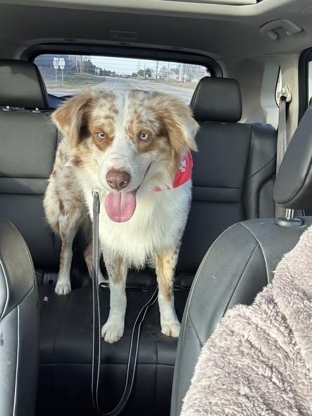 Enlarge Jake, a ADOPTABLE mixed breed in Winchester, KY image 2/4