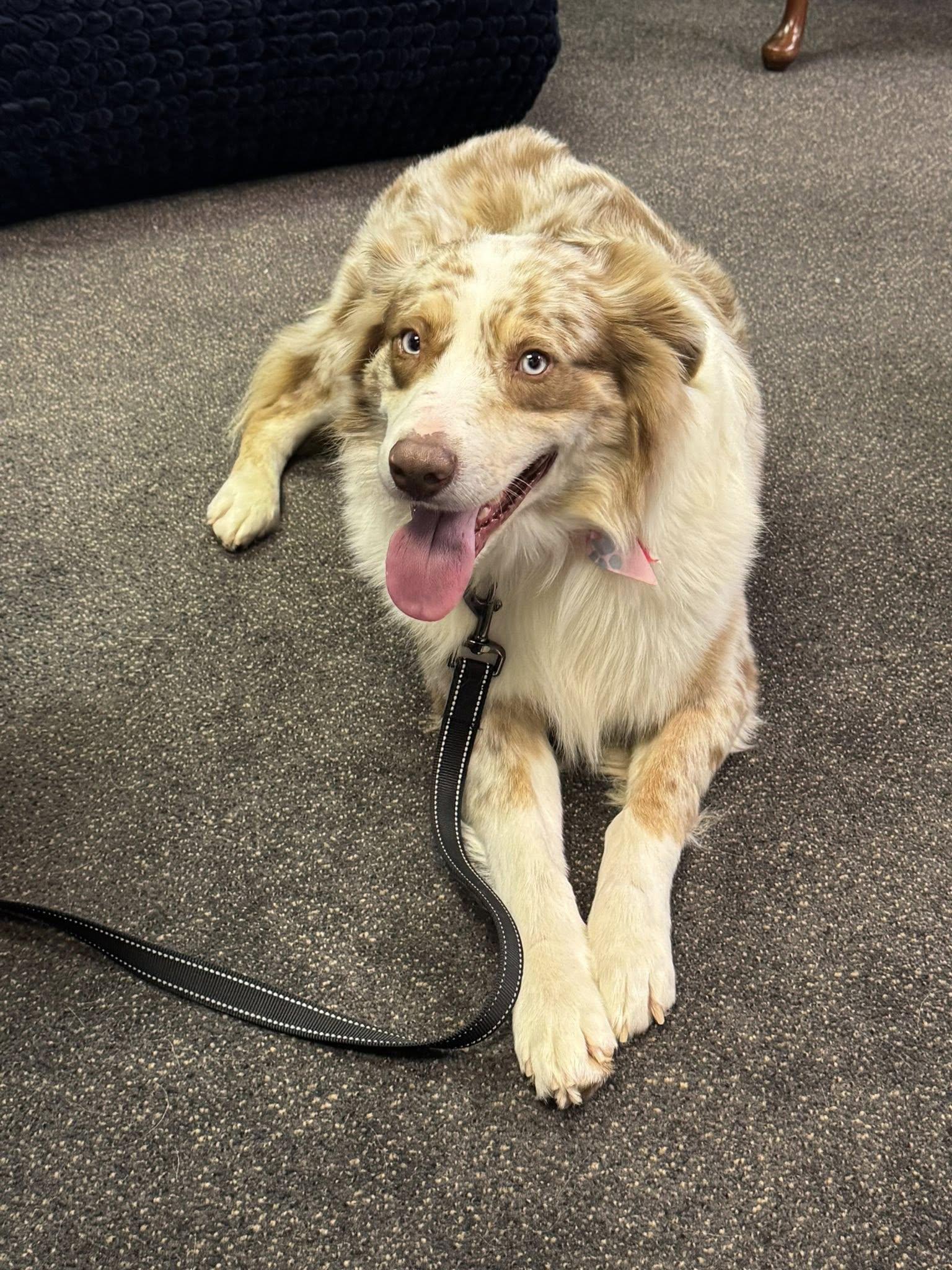 Enlarge Jake, a ADOPTABLE mixed breed in Winchester, KY image 3/4