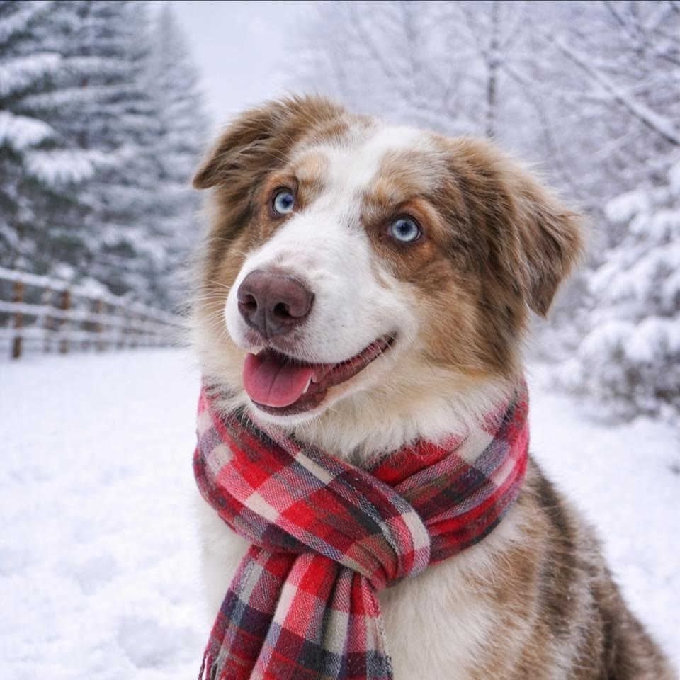 Enlarge Jake, a ADOPTABLE mixed breed in Winchester, KY image 1/4