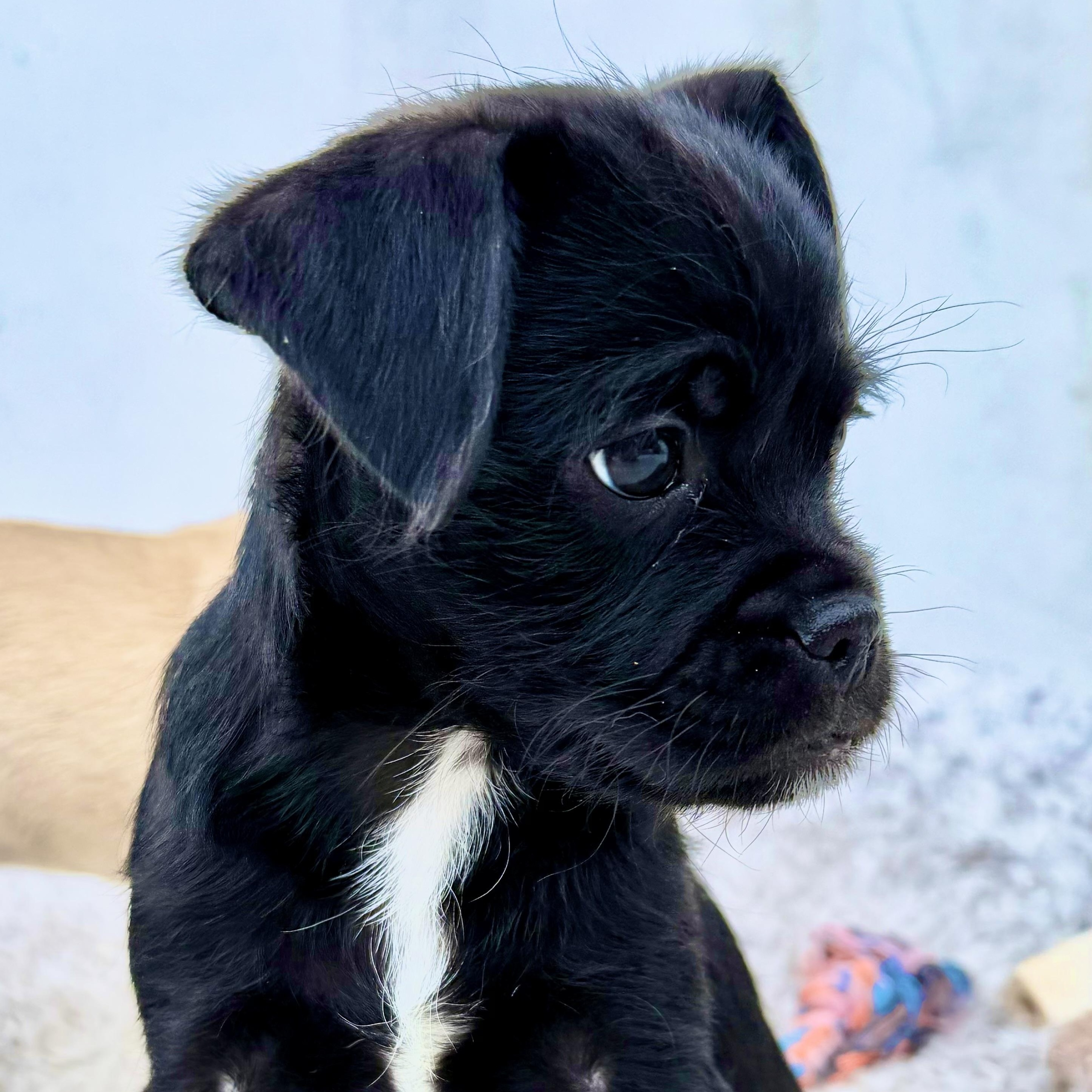 Enlarge Sweetheart, an adopted mixed breed in Los Angeles, CA image 1/4