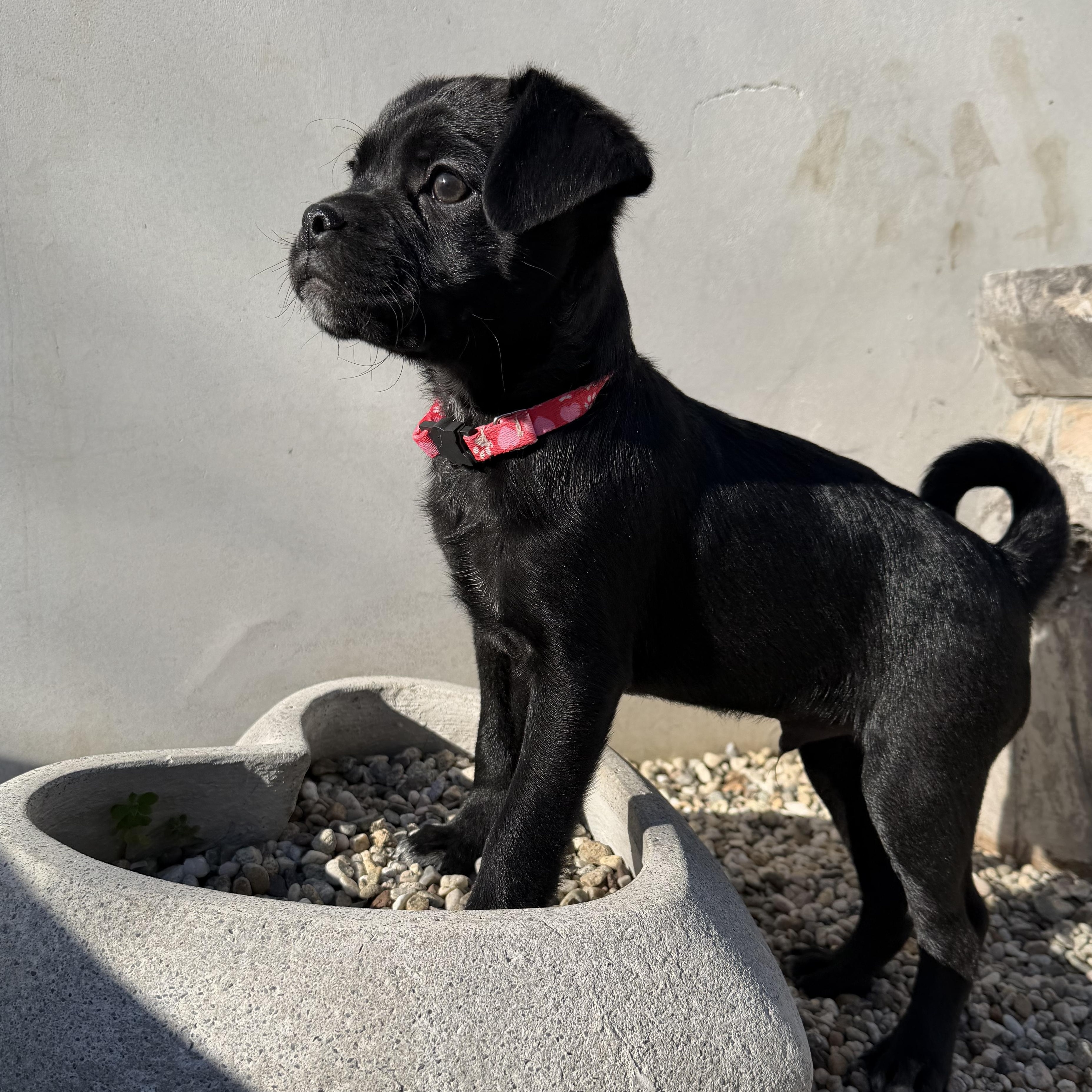 Enlarge Sweetheart, an adopted mixed breed in Los Angeles, CA image 2/4