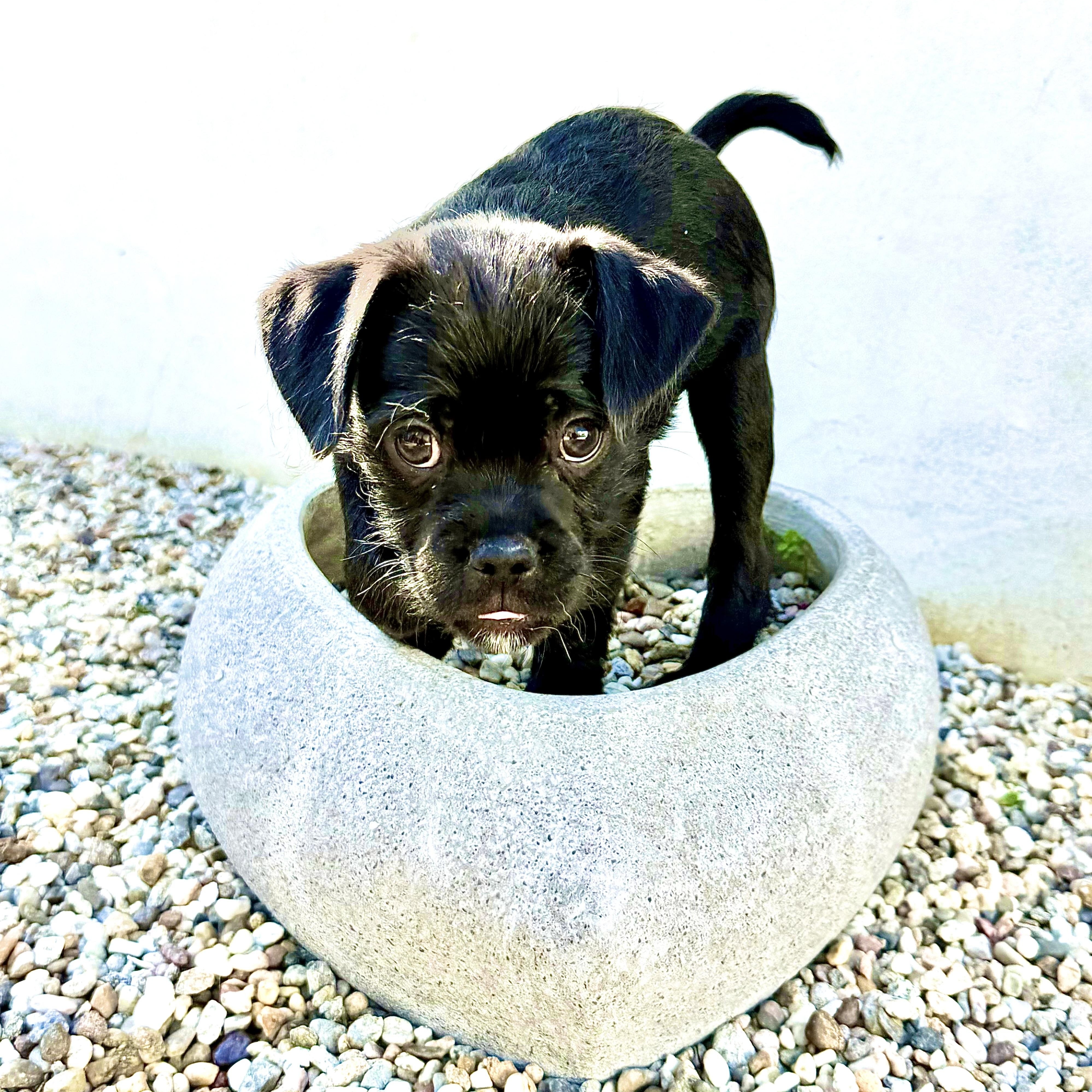 Enlarge Sweetheart, an adopted mixed breed in Los Angeles, CA image 4/4