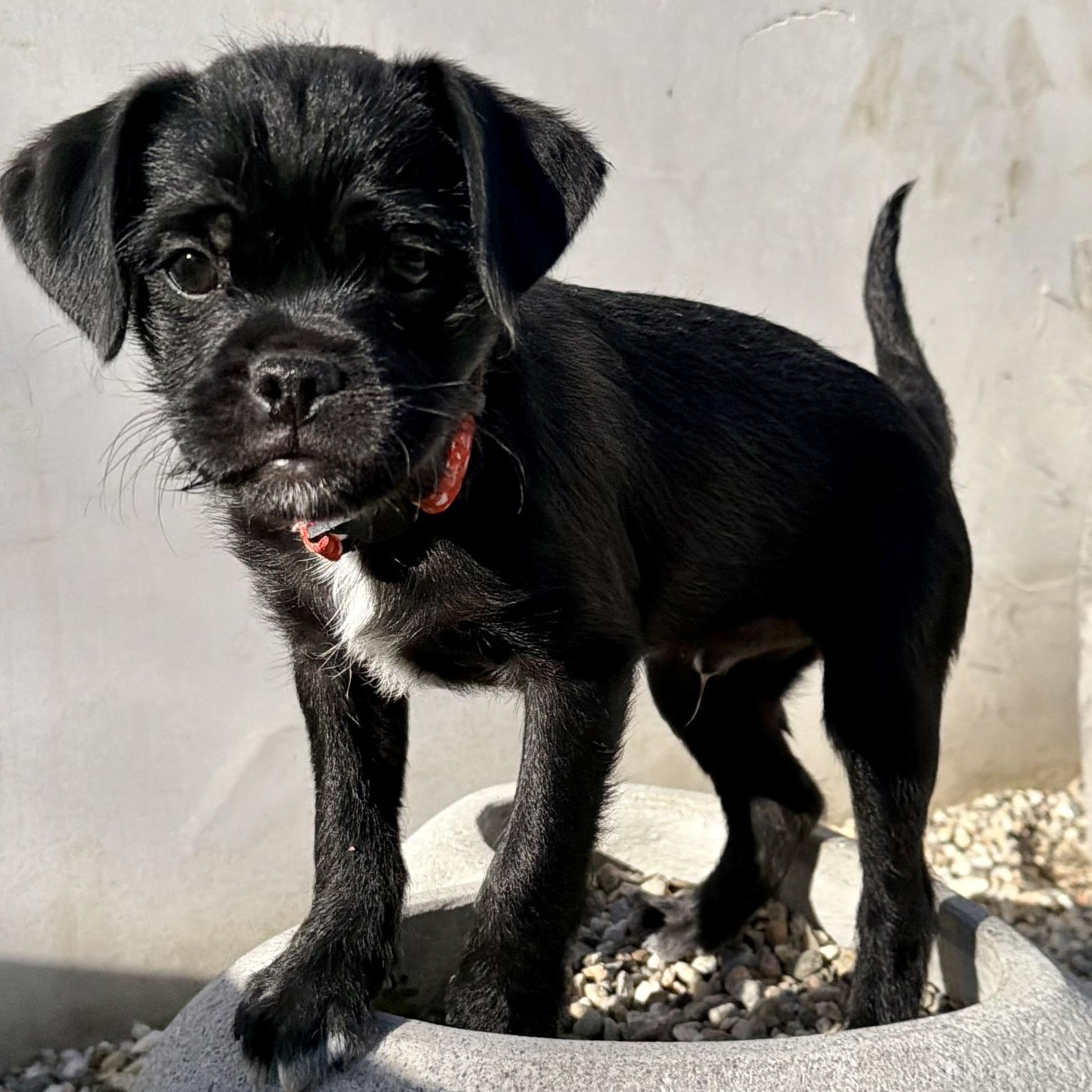 Enlarge Sweetheart, an adopted mixed breed in Los Angeles, CA image 3/4