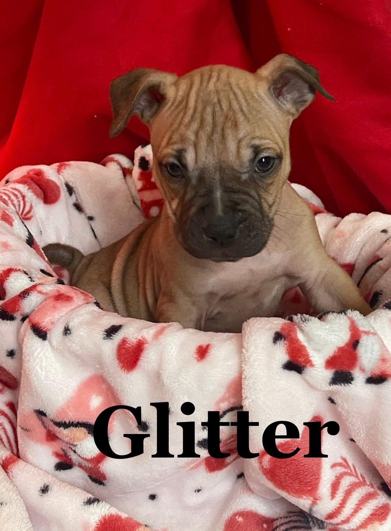 Glitter, Adoptable, Puppy Female Mixed Breed.