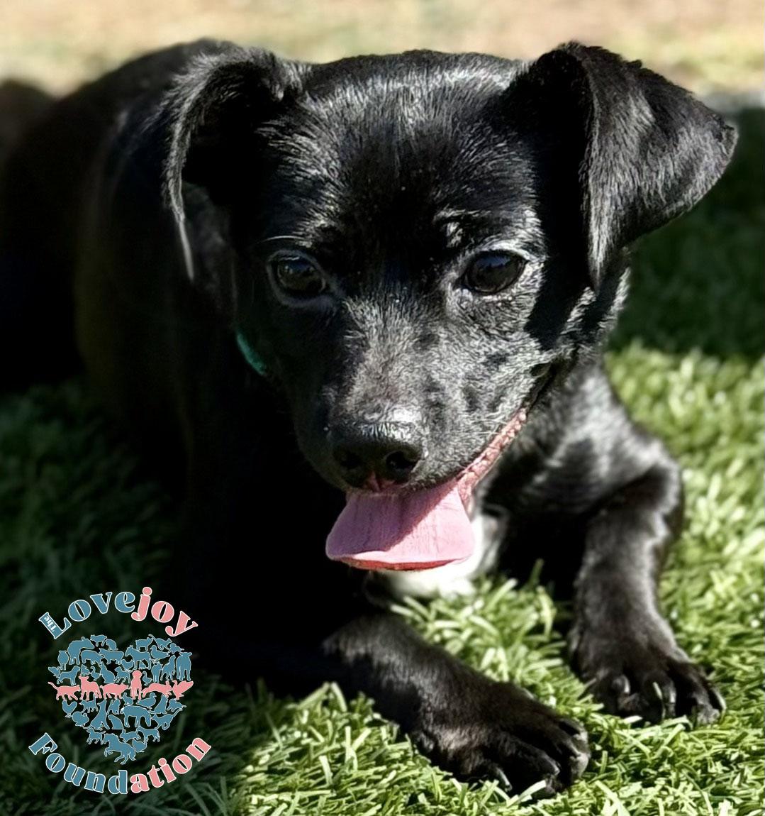 Picasso COH is a sweet 10 month old male Puggle and Chiweenie Mix who was found as a stray in