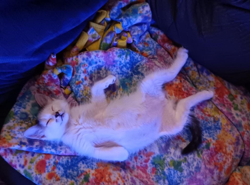 Enlarge Oats, a Adoptable Tabby in San Antonio, TX image 1/4