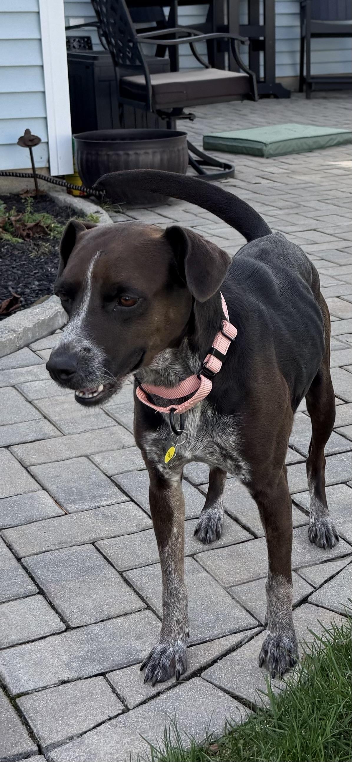Enlarge Toga, a Adoptable mixed breed in Albany, NY image 4/6