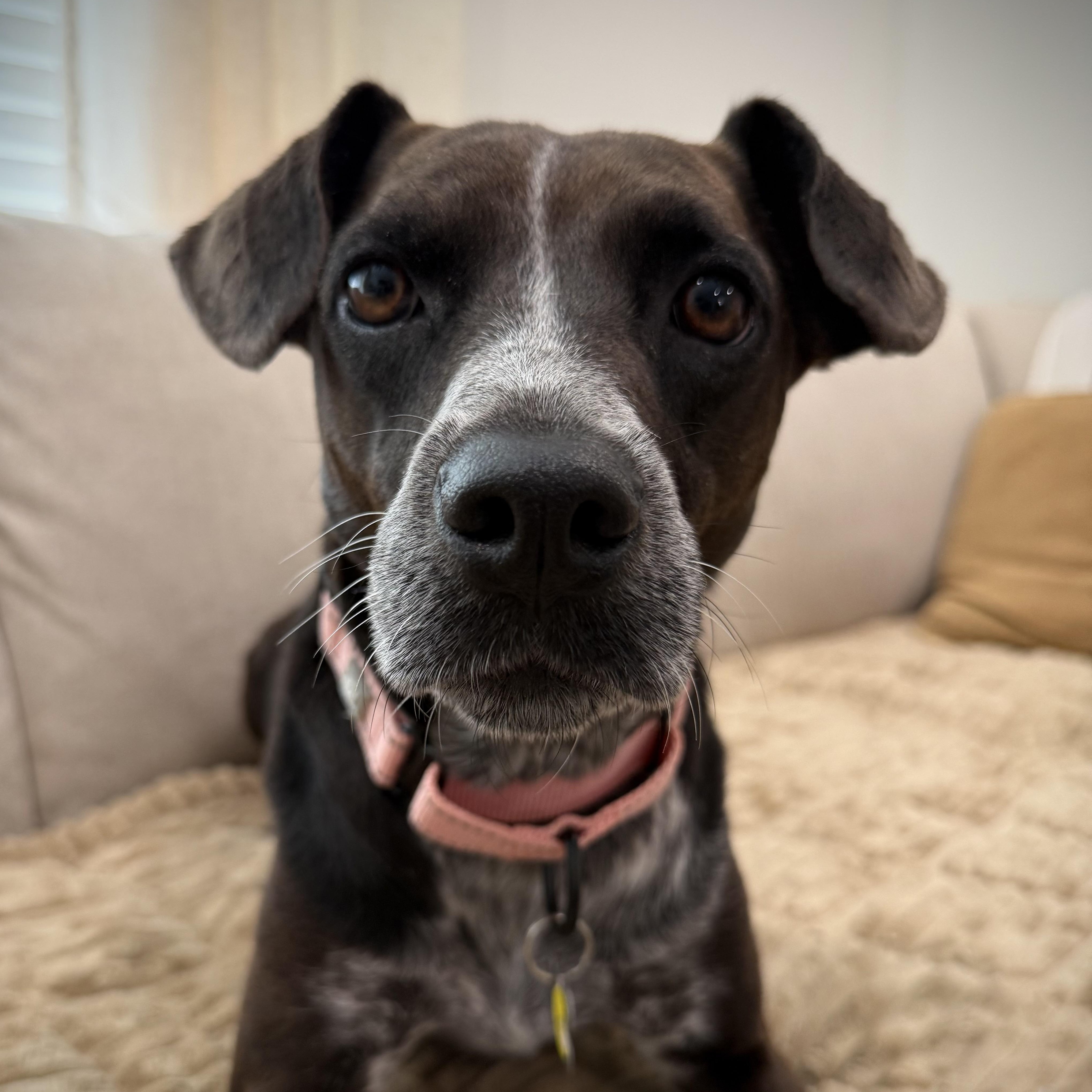 Enlarge Toga, a Adoptable mixed breed in Albany, NY image 1/6