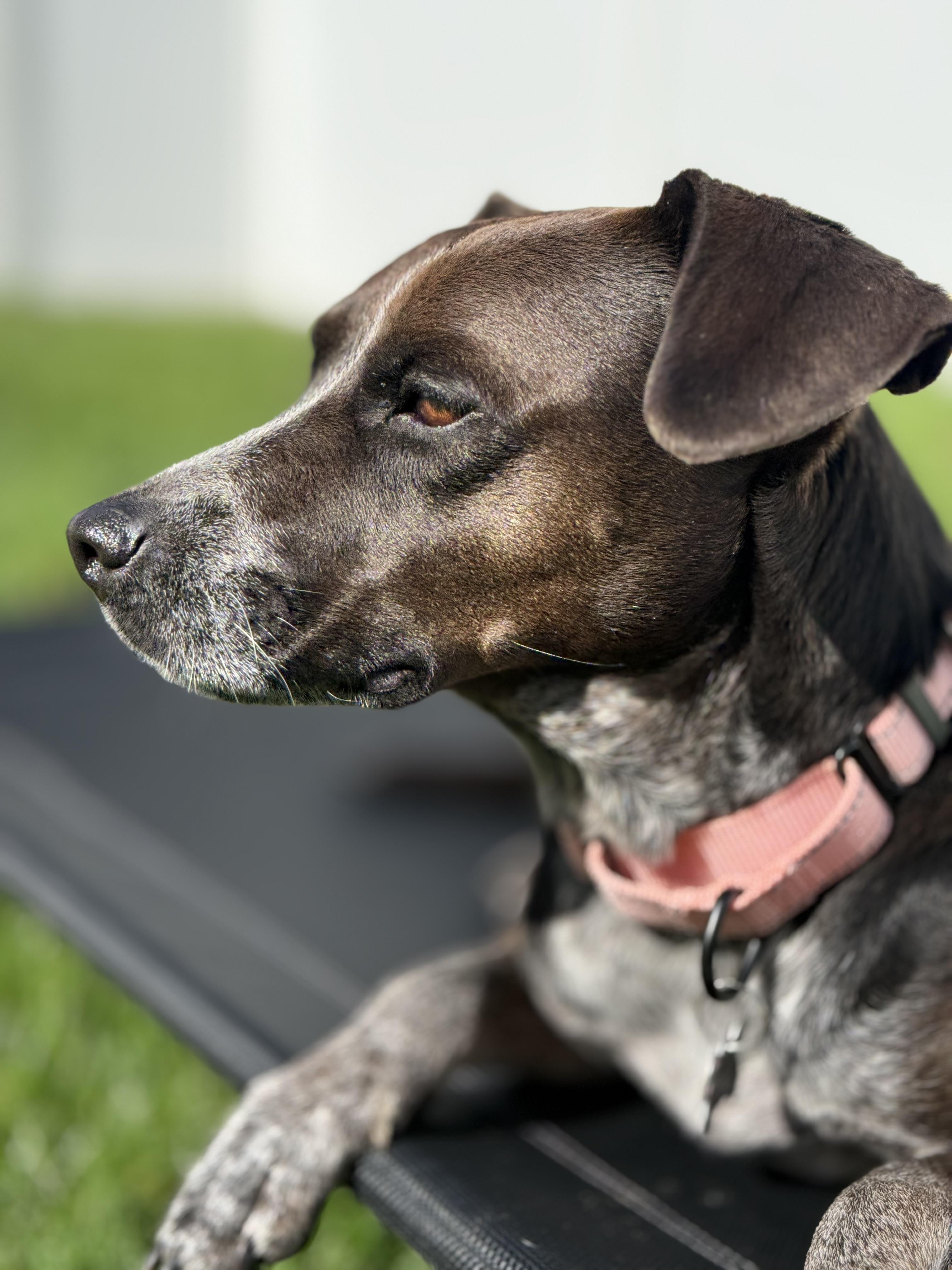 Enlarge Toga, a Adoptable mixed breed in Albany, NY image 2/6