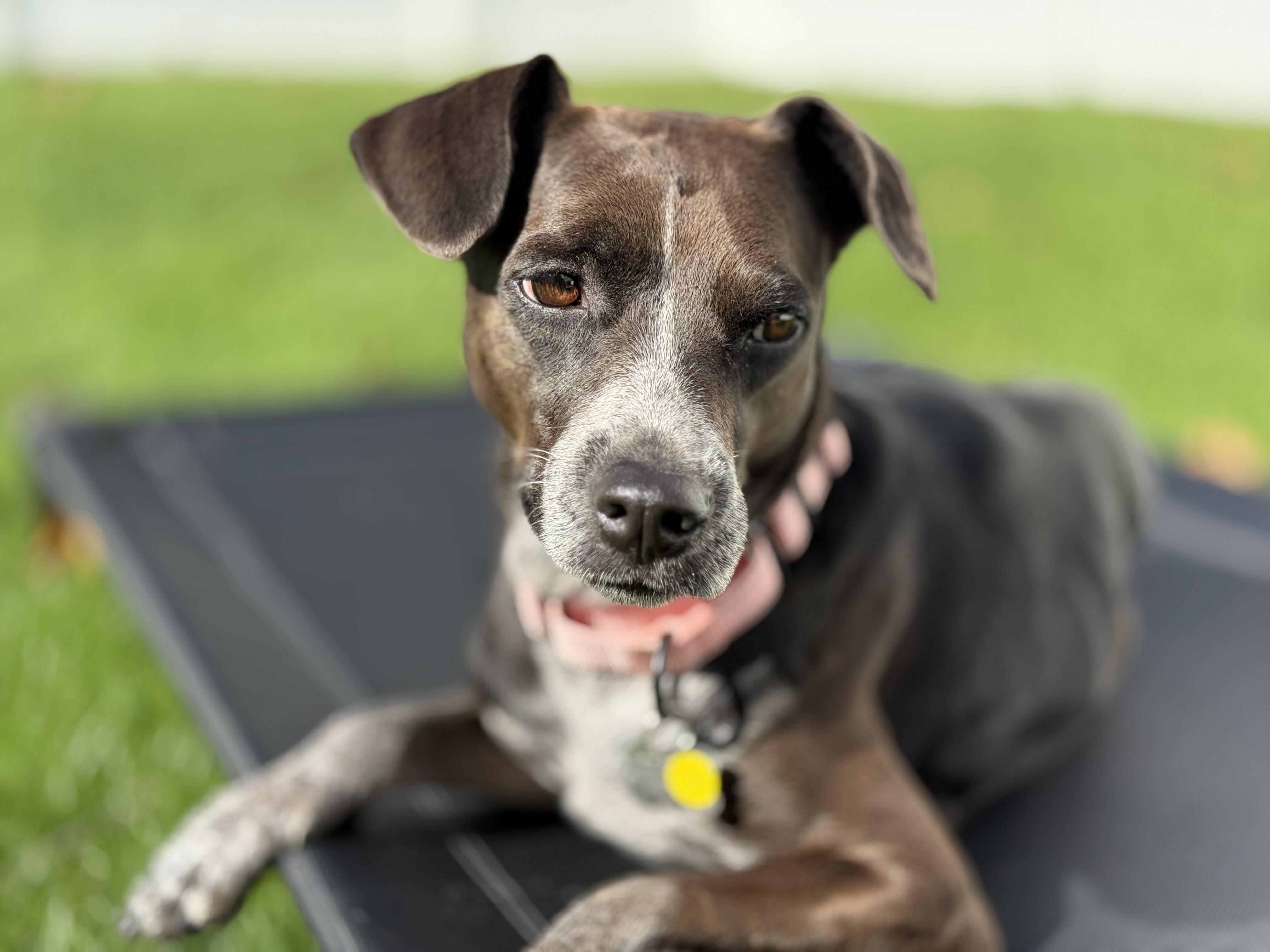 Enlarge Toga, a Adoptable mixed breed in Albany, NY image 3/6