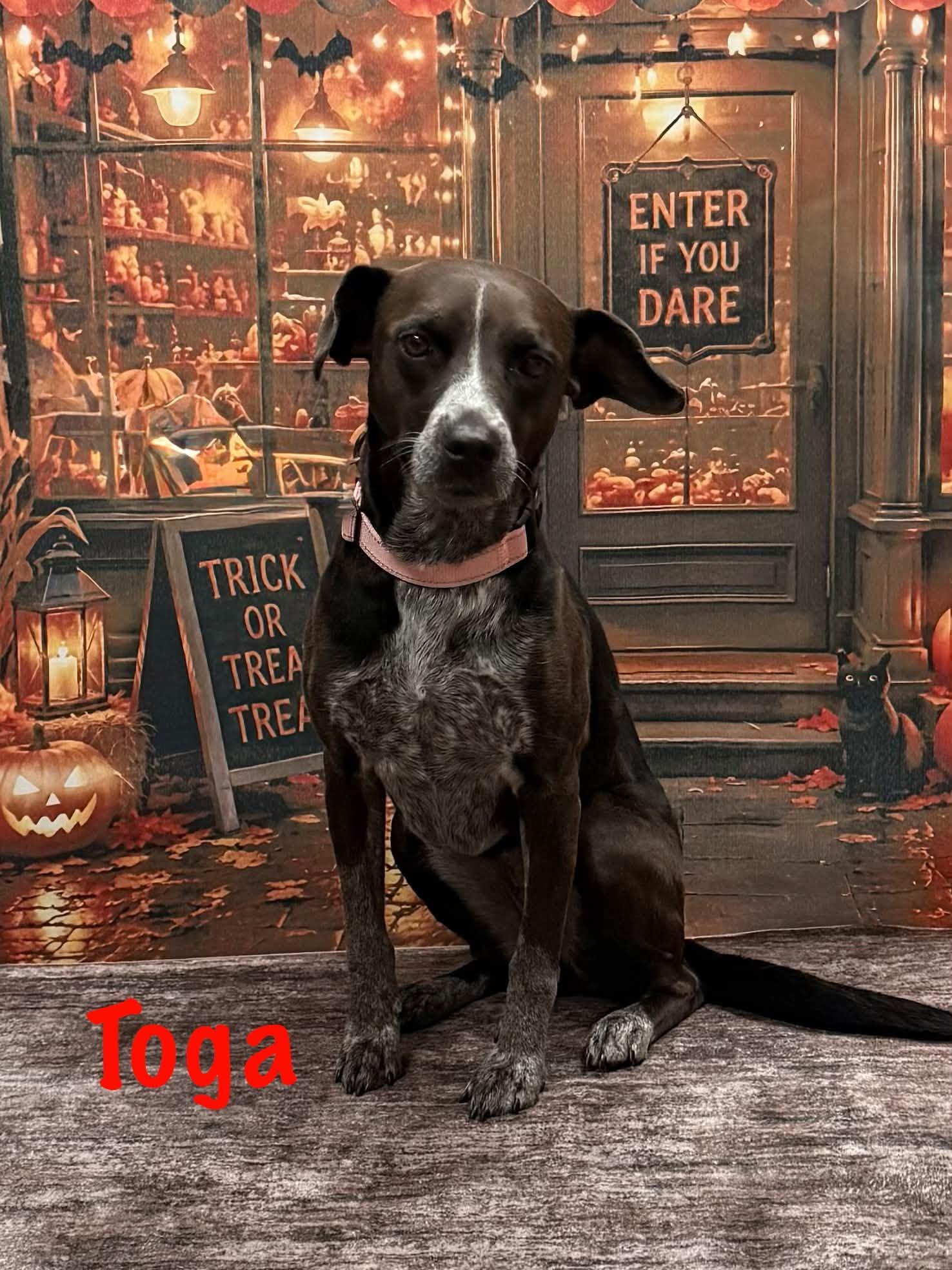 Enlarge Toga, a Adoptable mixed breed in Albany, NY image 5/6