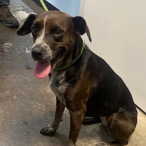 Toga, Adoptable, Young Female Cattle Dog.