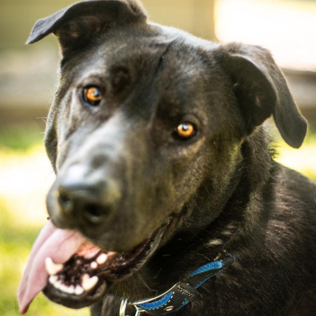 Stewie, Adoptable, Adult Male Mixed Breed.