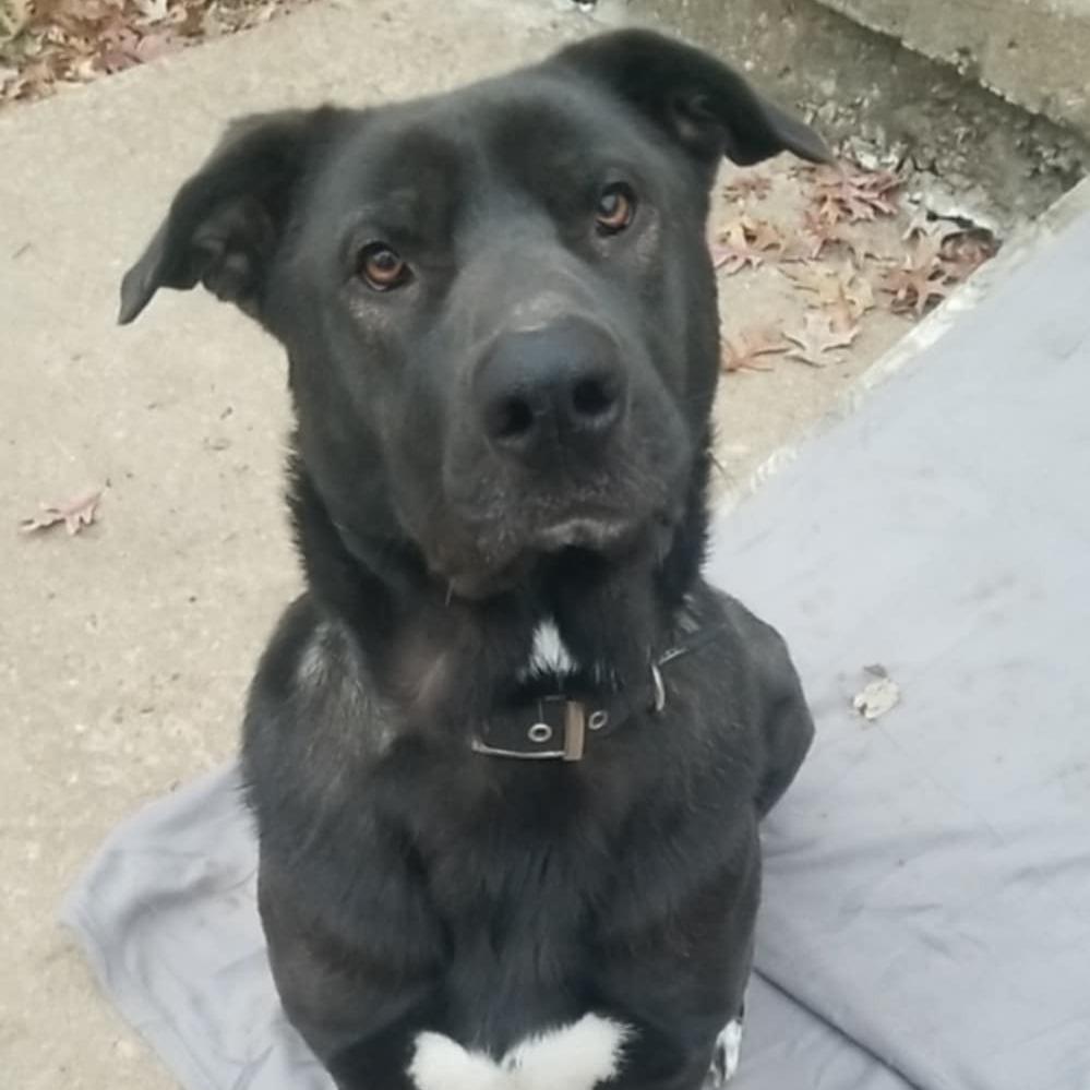 Enlarge Stewie, a Adoptable Mixed Breed in Olathe, KS image 1/2