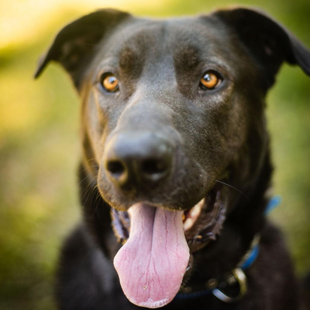 Enlarge Stewie, a Adoptable Mixed Breed in Olathe, KS image 3/6