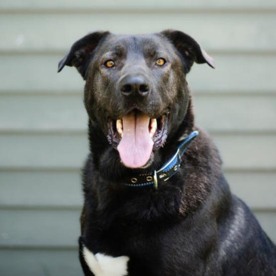 Enlarge Stewie, a Adoptable Mixed Breed in Olathe, KS image 4/6
