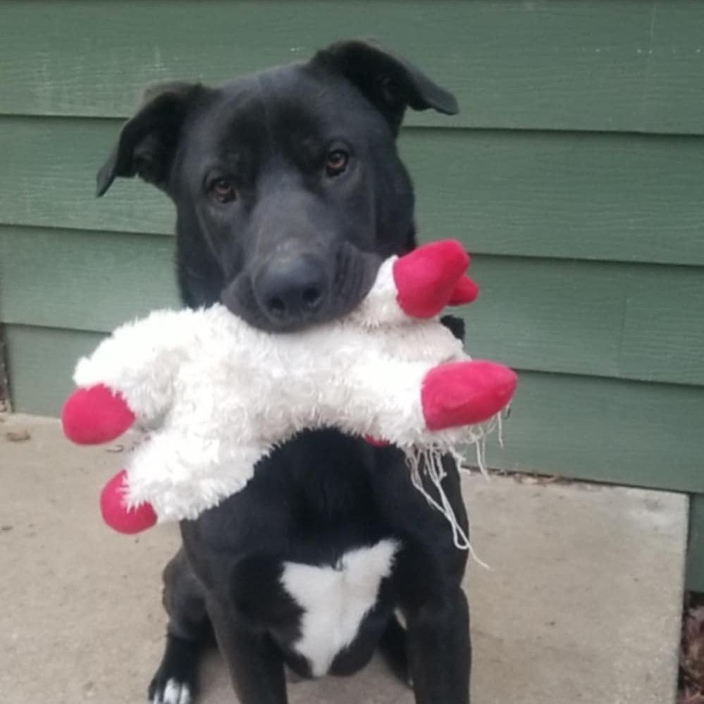 Enlarge Stewie, a Adoptable Mixed Breed in Olathe, KS image 2/2