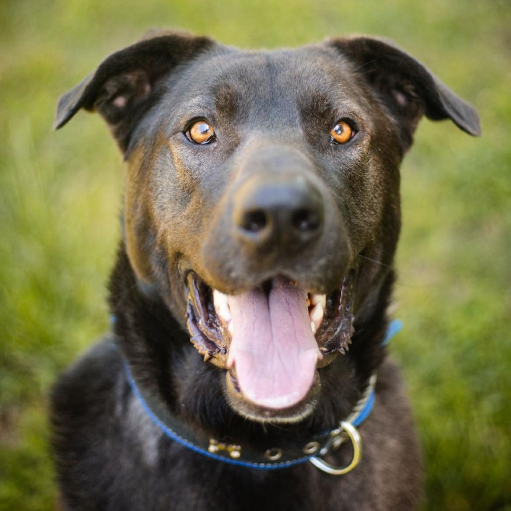 Enlarge Stewie, a Adoptable Mixed Breed in Olathe, KS image 6/6