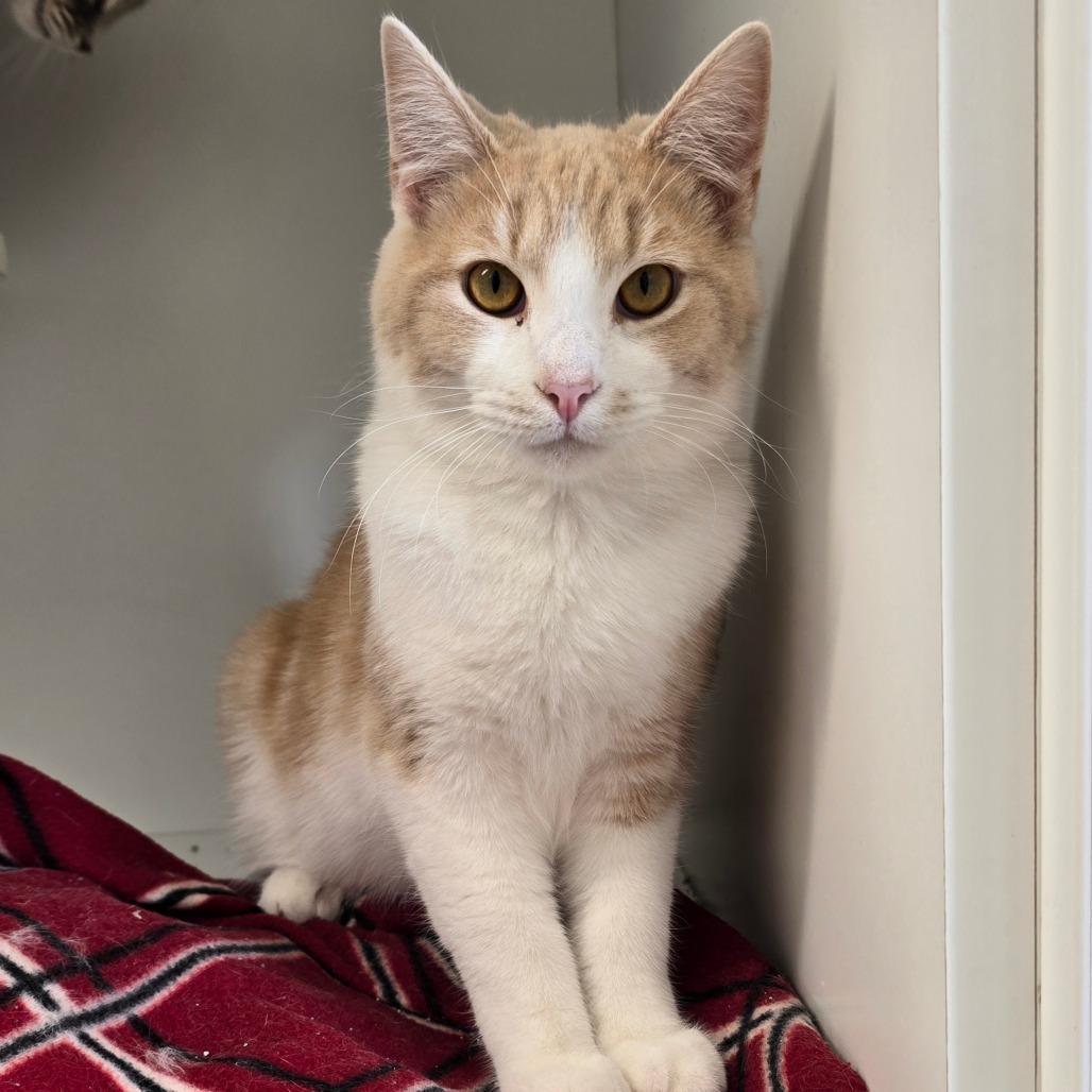 Enlarge Makoto, a Adoptable Domestic Short Hair in Jasper, IN image 2/2