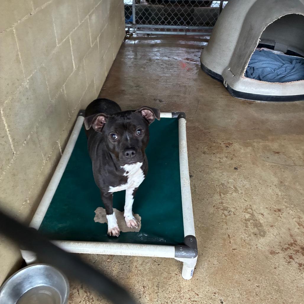 lottie, Adoptable, Young Female English Bulldog.