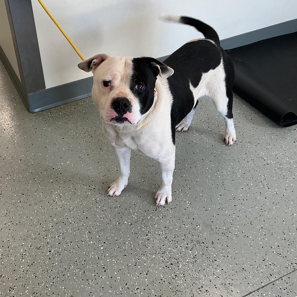 Enlarge Rip, a Adoptable mixed breed in Galax, VA image 1/1