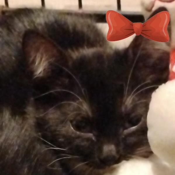 Scotty, Adoptable, Kitten Male Domestic Short Hair.