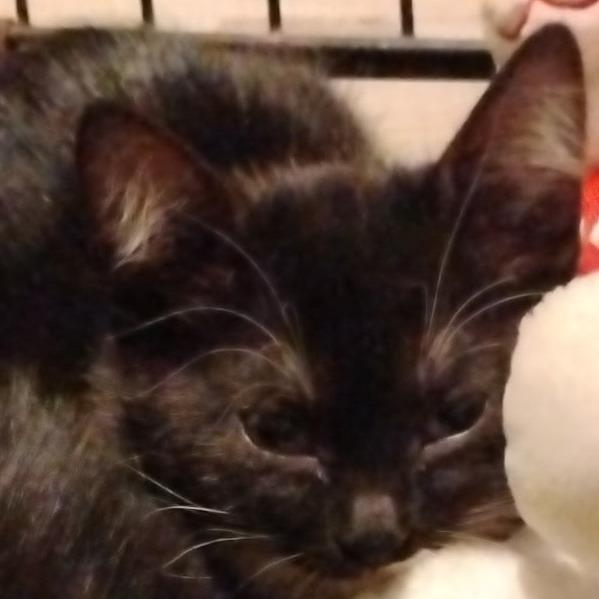 Enlarge Scotty, a Adoptable Domestic Short Hair in League City, TX image 2/6