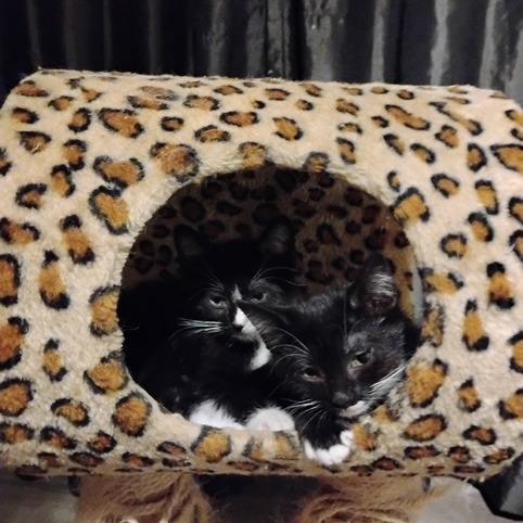 Enlarge Scotty, a Adoptable Domestic Short Hair in League City, TX image 3/6