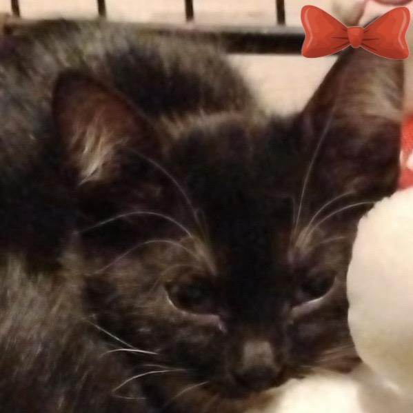 Enlarge Scotty, a Adoptable Domestic Short Hair in League City, TX image 4/6