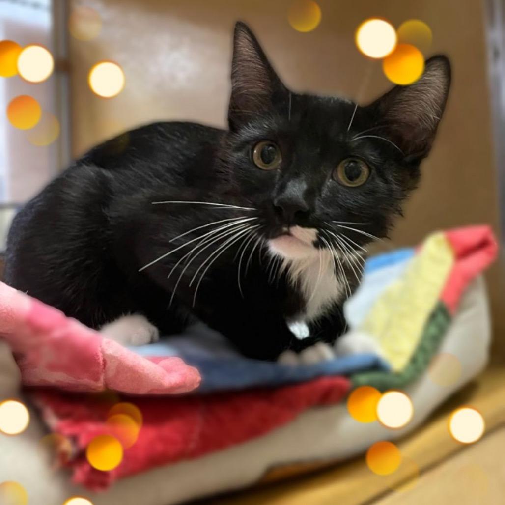 Enlarge Scotty, a Adoptable Domestic Short Hair in League City, TX image 6/6