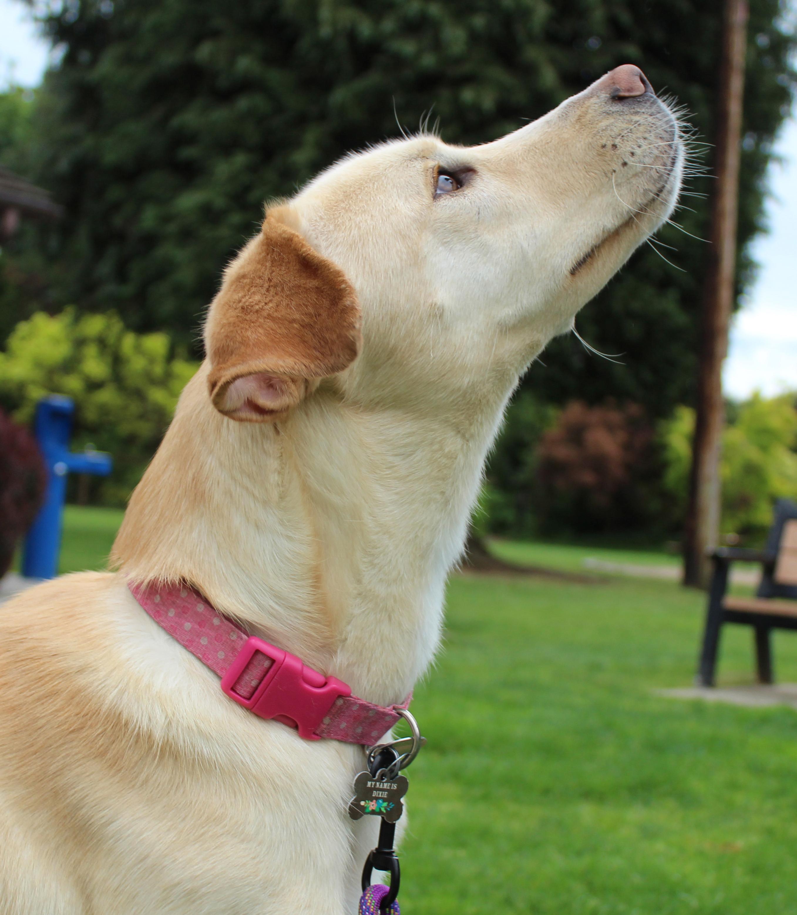 Nova, a ADOPTABLE mixed breed in Silvana, WA image 5/6