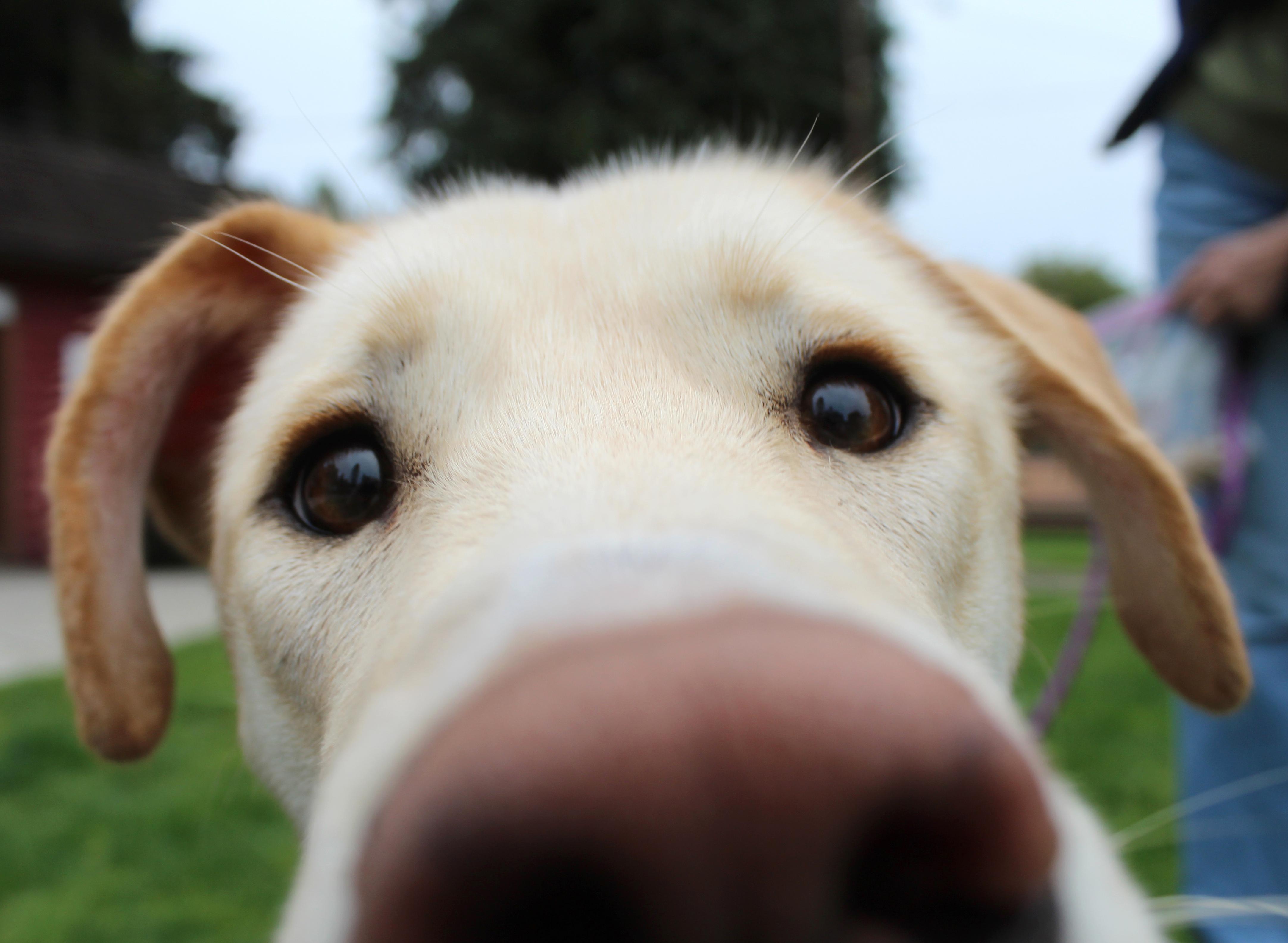 Nova, a ADOPTABLE mixed breed in Silvana, WA image 3/6