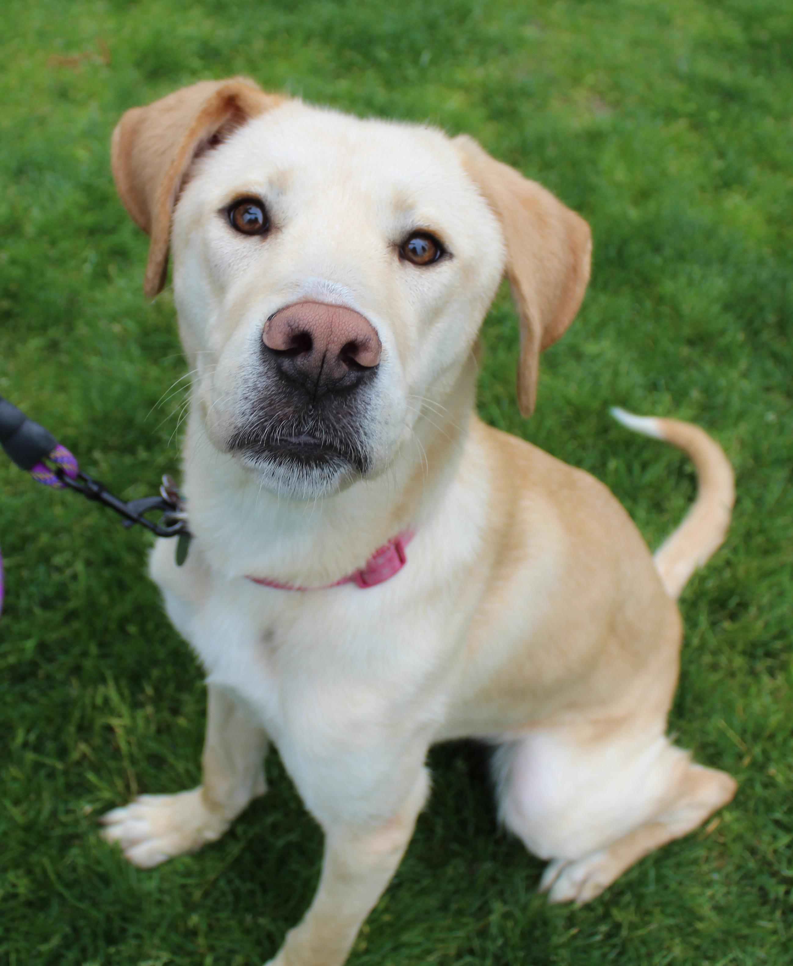 Nova, ADOPTABLE, Young Female Labrador Retriever.