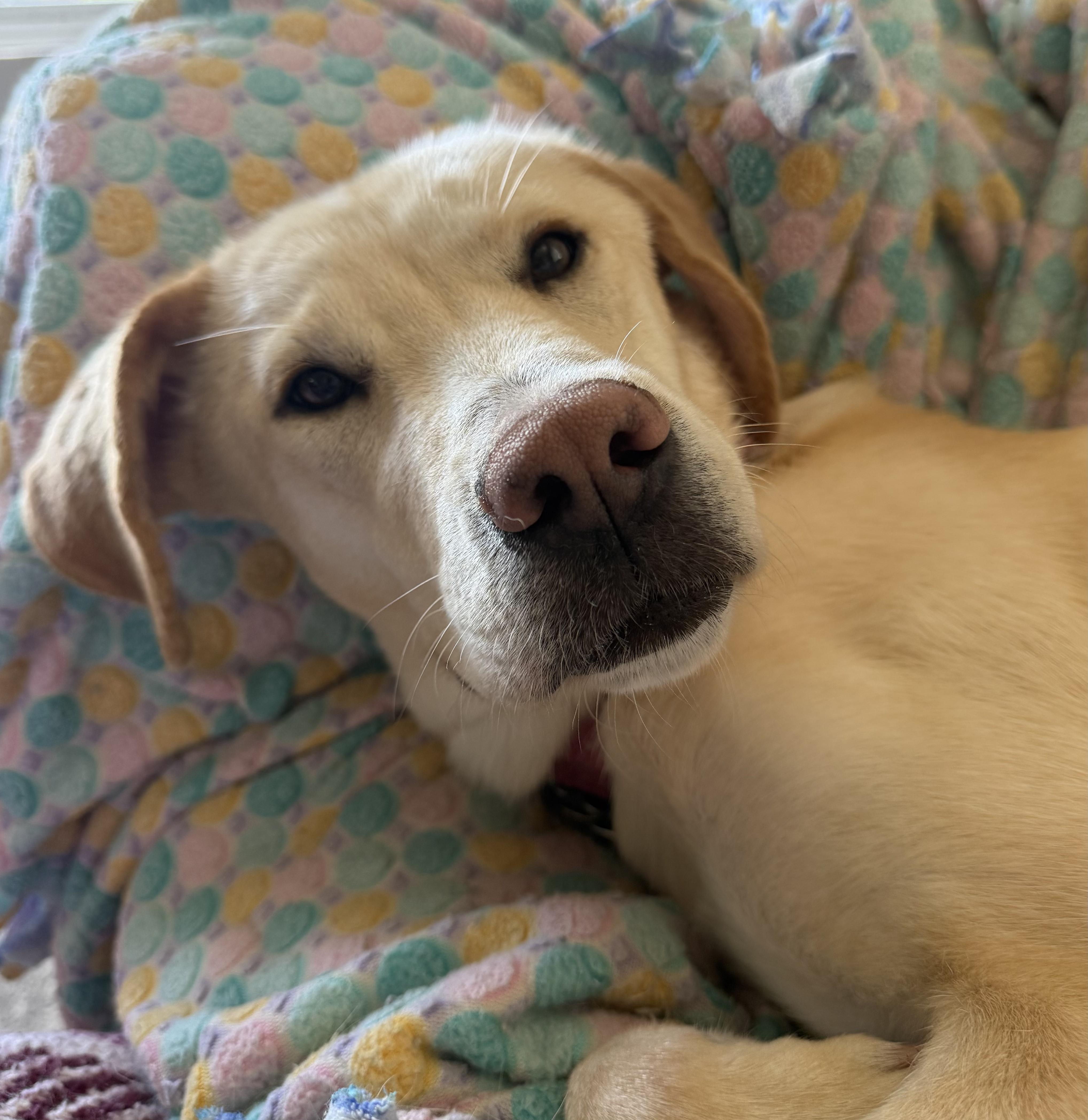 Nova, a ADOPTABLE mixed breed in Silvana, WA image 2/6