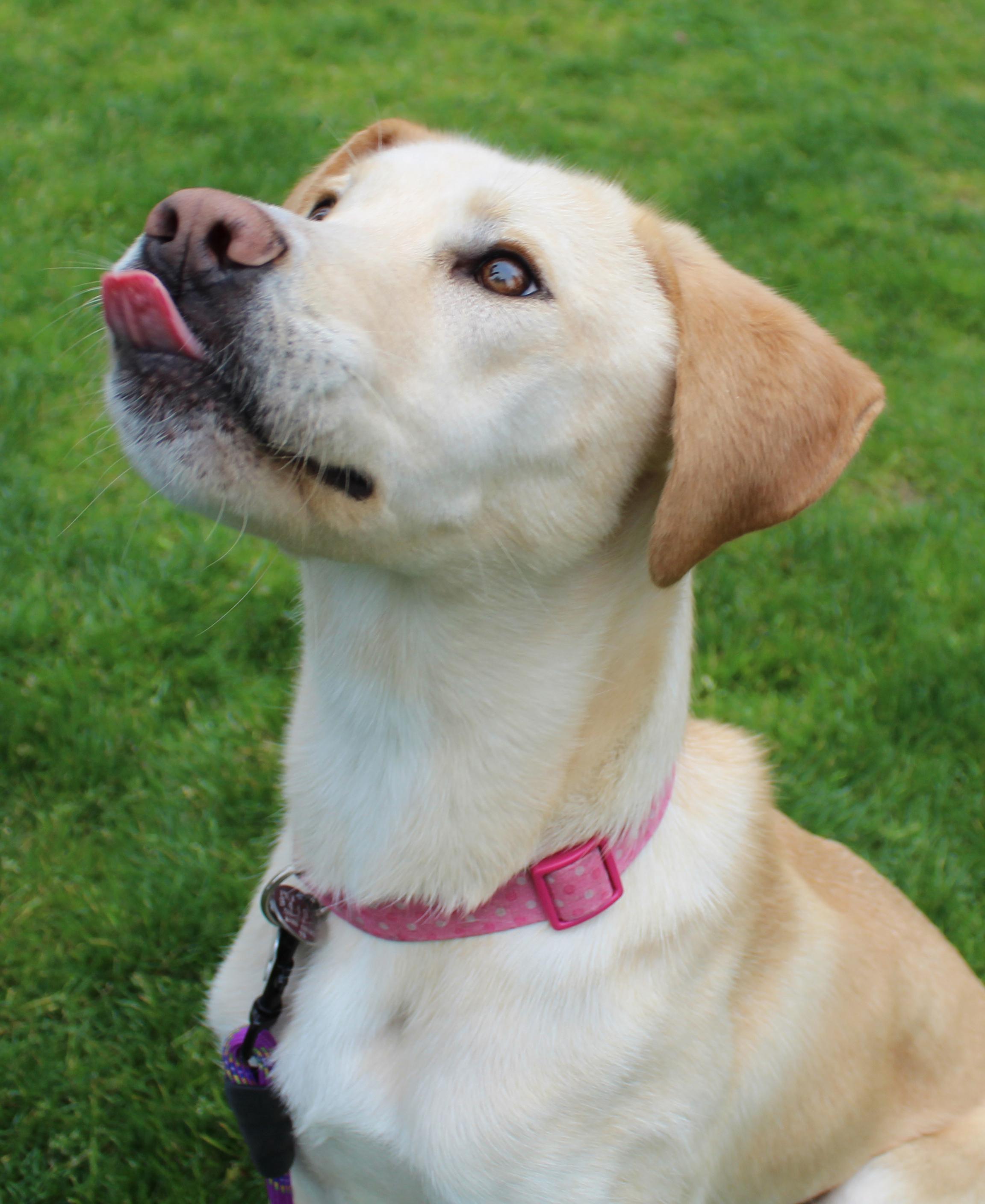 Nova, a ADOPTABLE mixed breed in Silvana, WA image 4/6