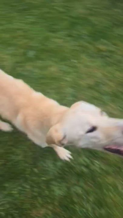 Enlarge Nova, a ADOPTABLE mixed breed in Silvana, WA video 6/6
