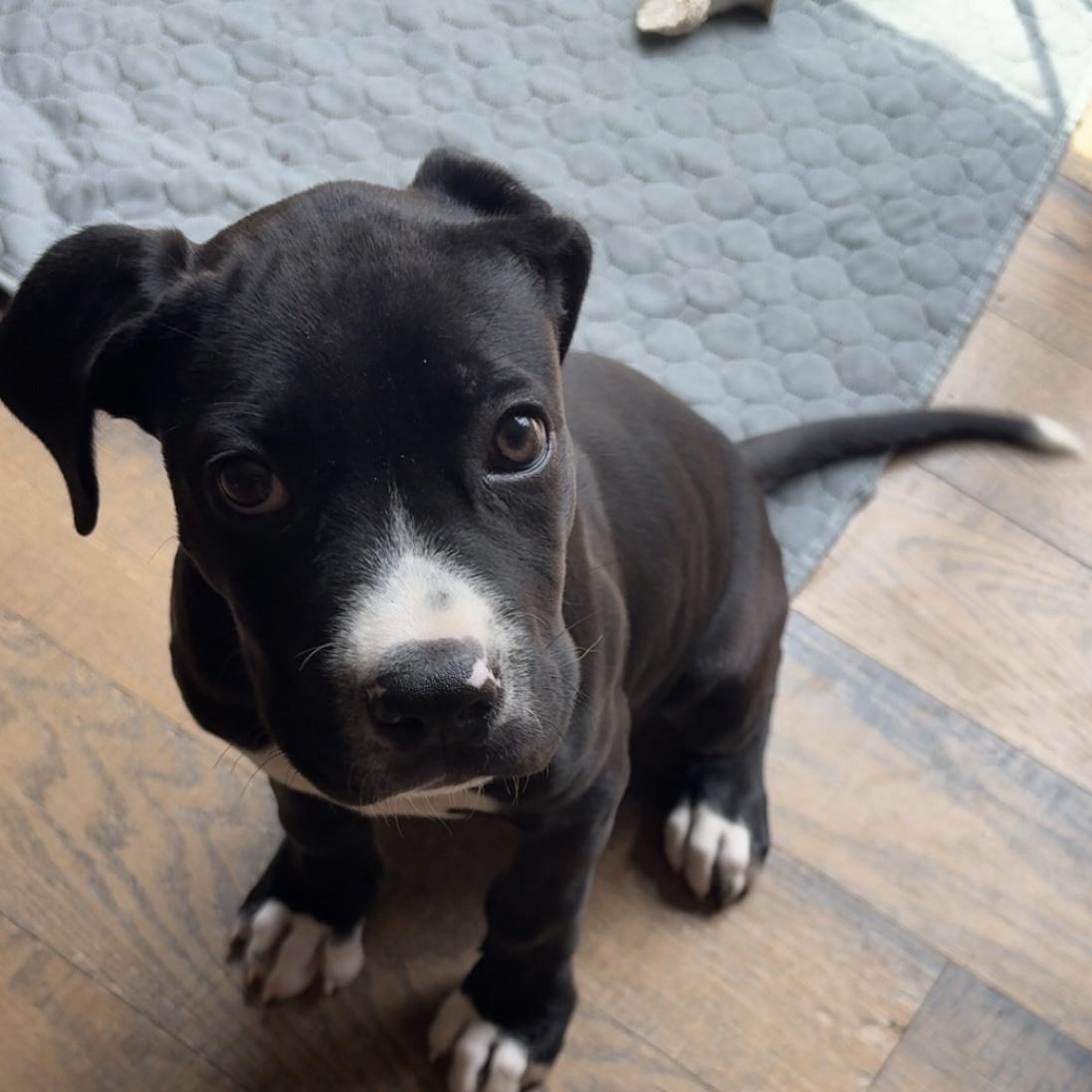 Enlarge Olive, a Adoptable mixed breed in Raytown, MO image 4/5