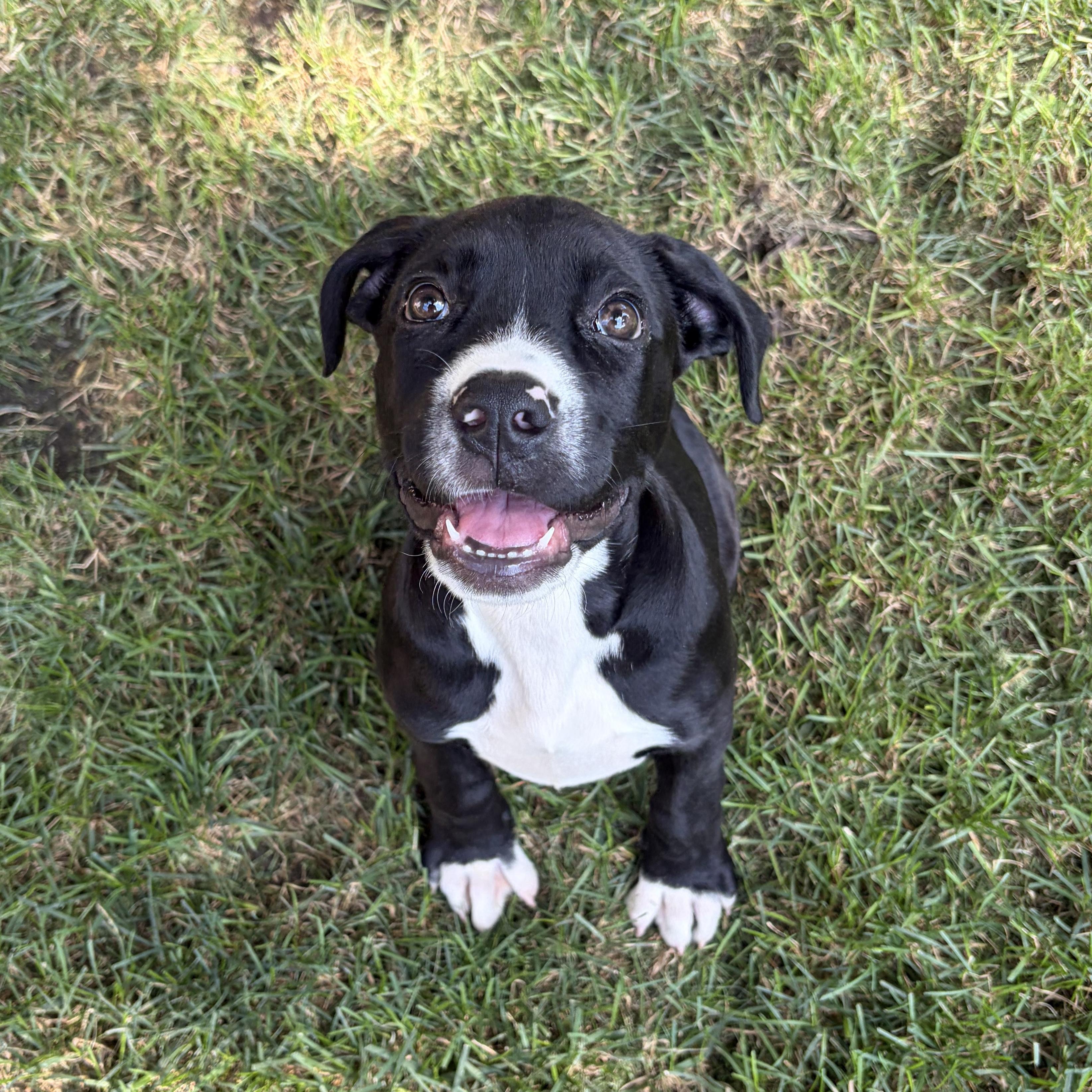 Olive, Adoptable, Puppy Female Pit Bull Terrier & Great Dane.