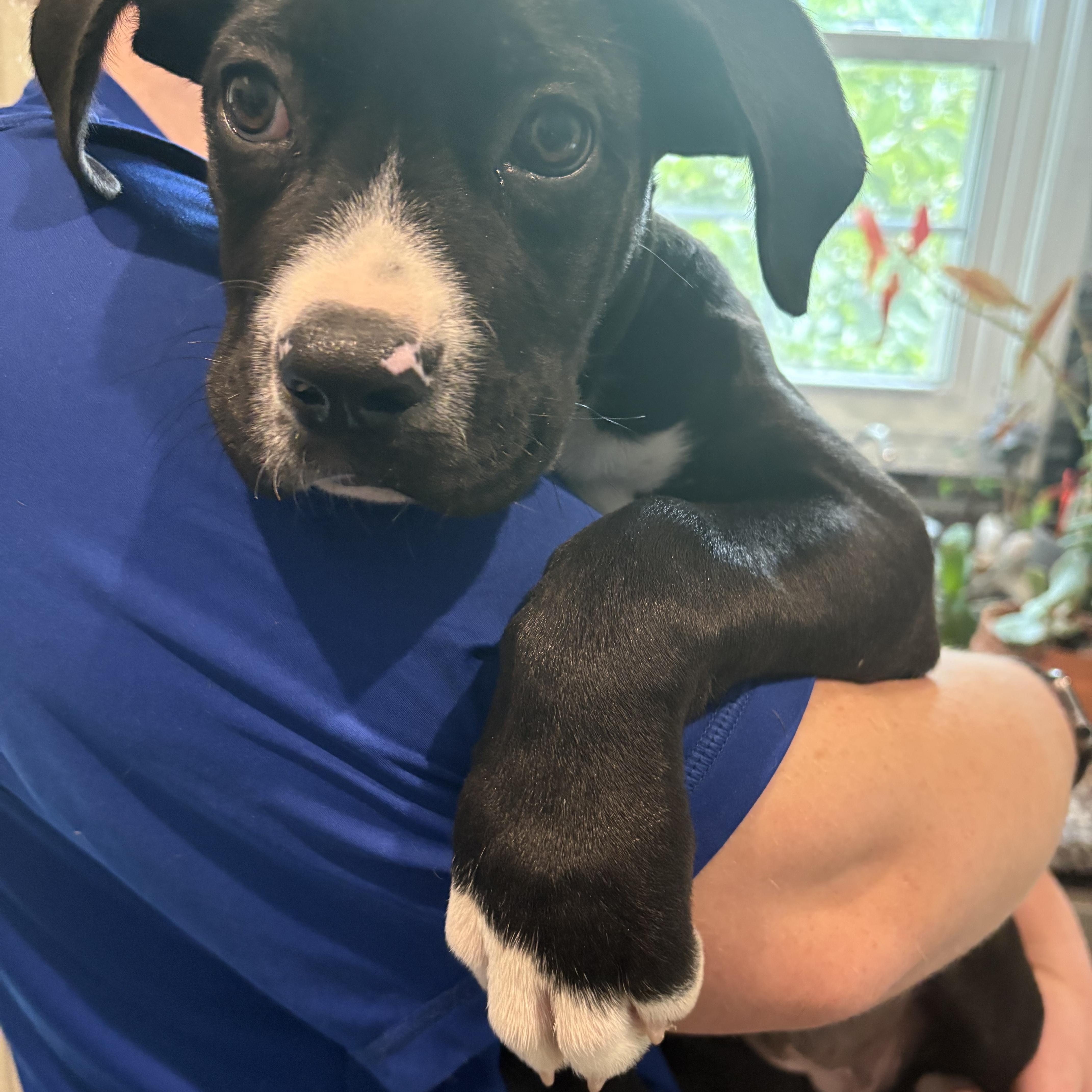 Enlarge Olive, a Adoptable mixed breed in Raytown, MO image 2/5
