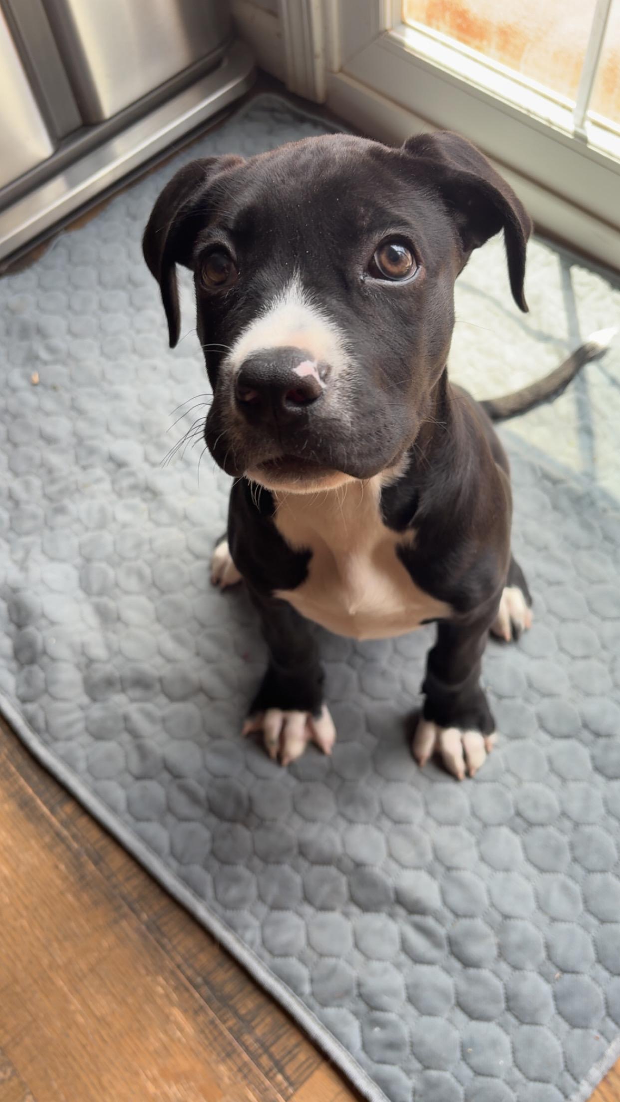 Enlarge Olive, a Adoptable mixed breed in Raytown, MO image 3/5
