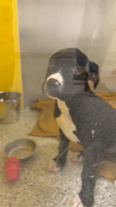 Enlarge Olive, a Adoptable mixed breed in Raytown, MO video 5/5