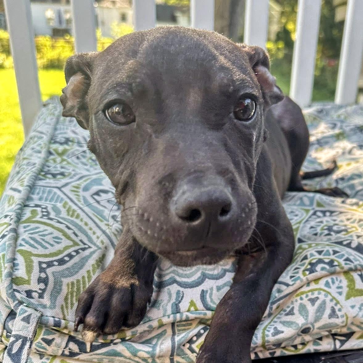 ZACK - Needs a forever home, an adopted mixed breed in Birmingham, MI image 4/6