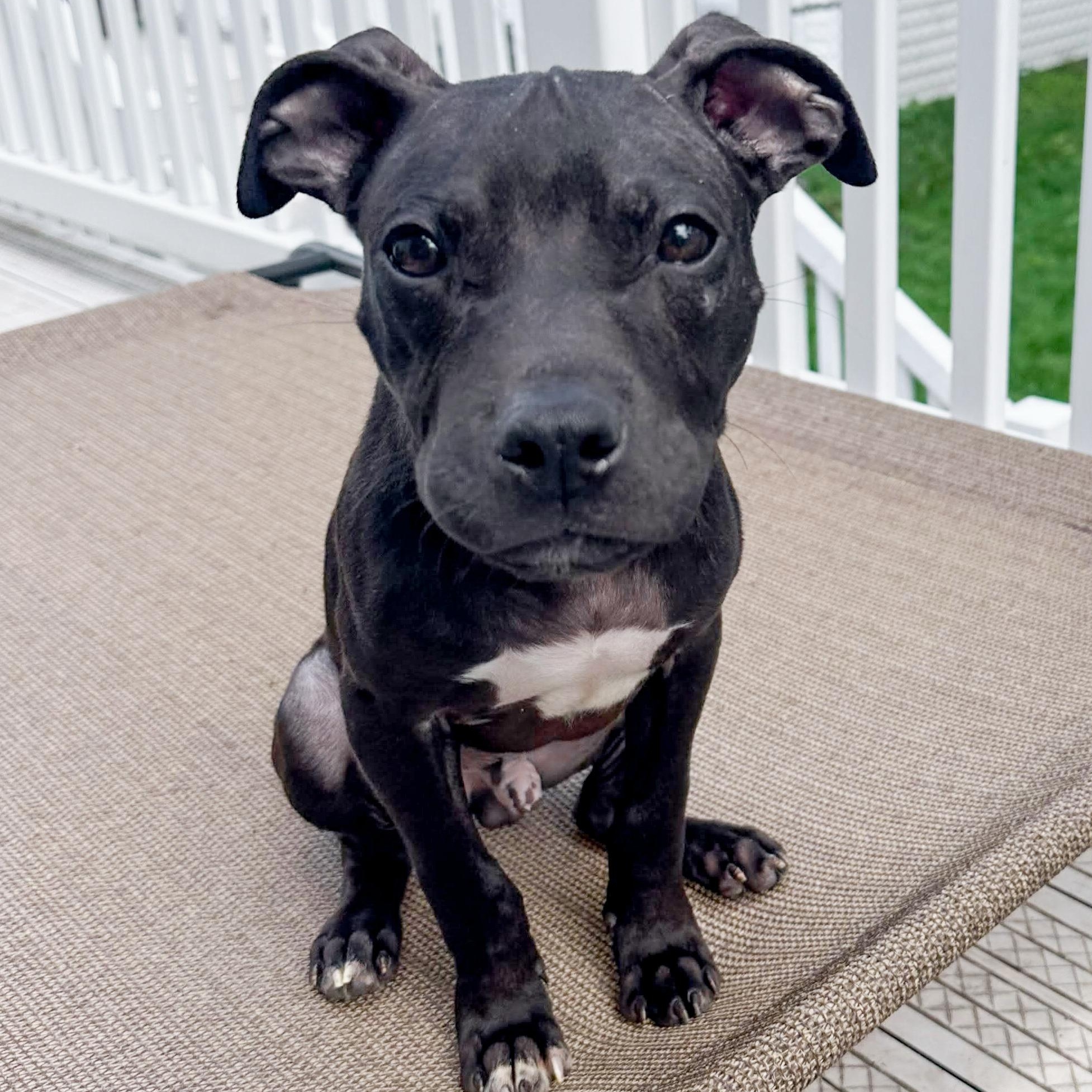 ZACK - Needs a forever home, an adopted mixed breed in Birmingham, MI image 6/6