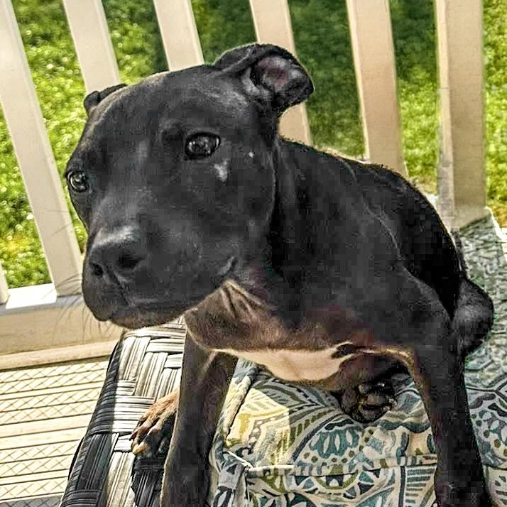 ZACK - Needs a forever home, an adopted mixed breed in Birmingham, MI image 3/6