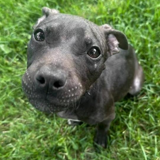ZACK - Needs a forever home, an adopted mixed breed in Birmingham, MI image 2/6