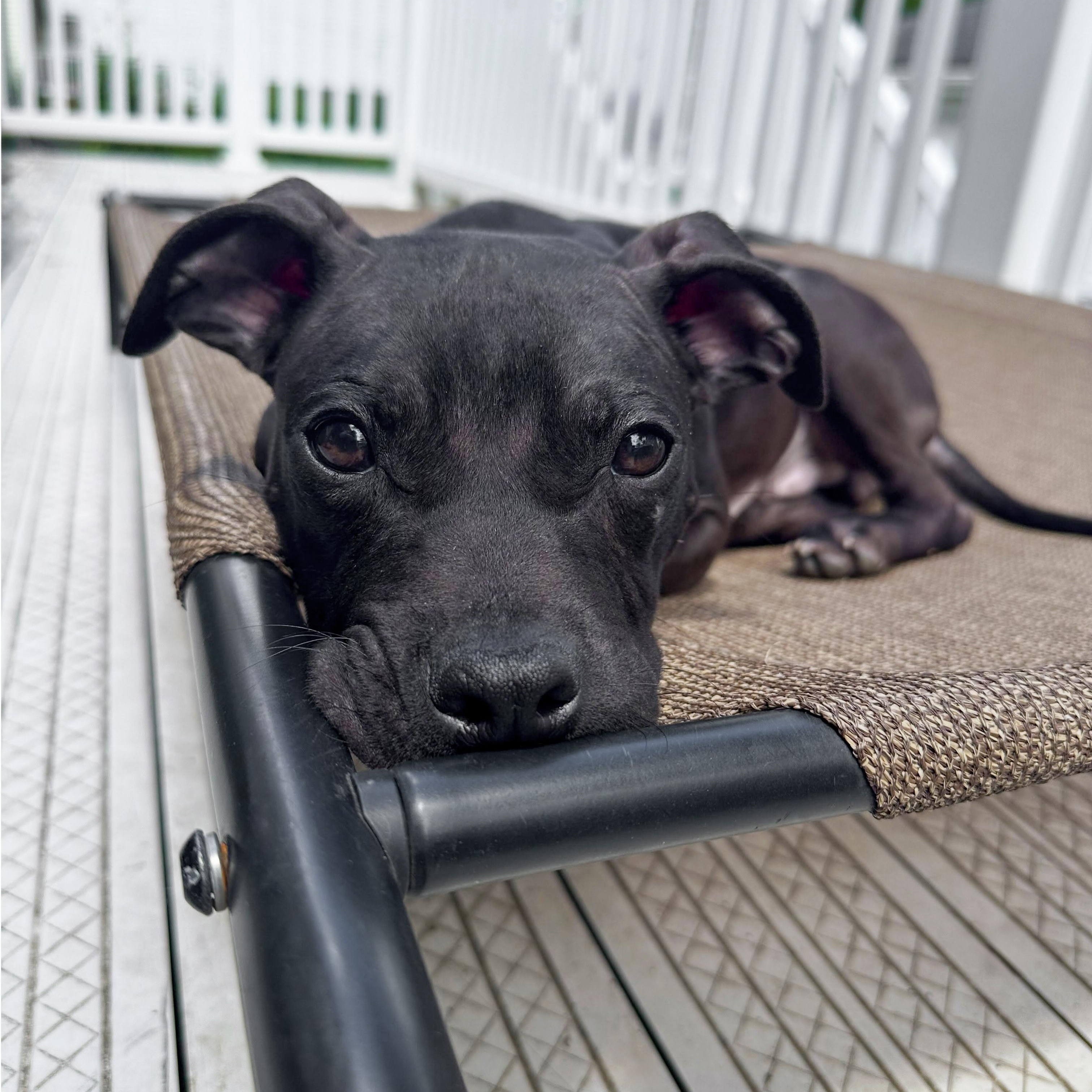 ZACK - Needs a forever home, an adopted mixed breed in Birmingham, MI image 5/6