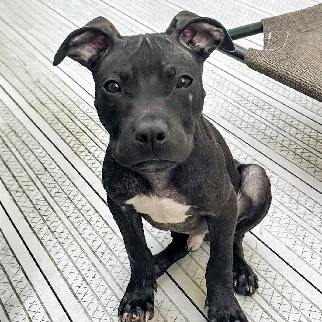 ZACK - Needs a forever home, an adopted mixed breed in Birmingham, MI image 1/6